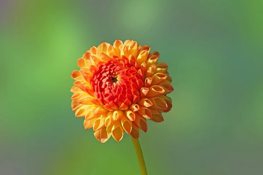 OrangeBlumeaufweichemHGSL2CMac1ßßVAR.EN_998x666.webp