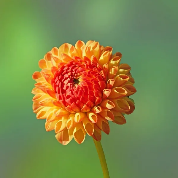OrangeBlumeaufweichemHGSL2CMac1ßßVARQUADRAT_666x666.webp