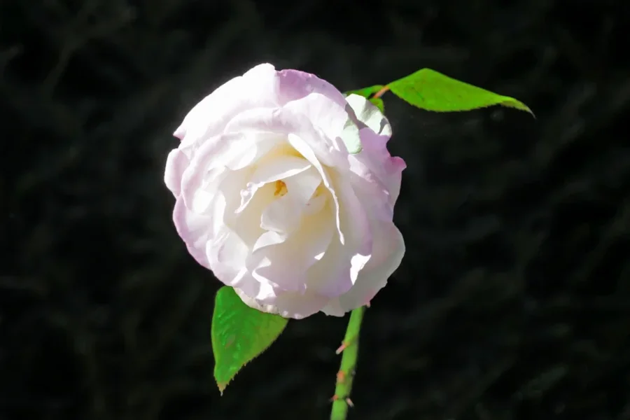 WeisseoseYorkSL2CMac100MANBEIMHGDUNKLER_998x666.webp