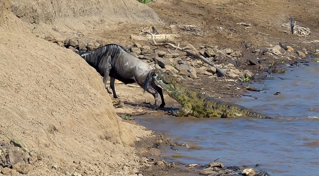 FO wildearth 1020202020-10-16 (5).jpg