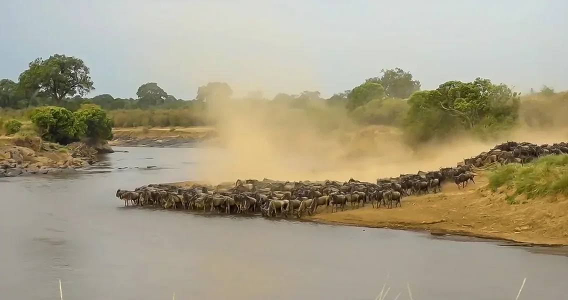 FO wildearth 1020202020-10-16 (12).webp