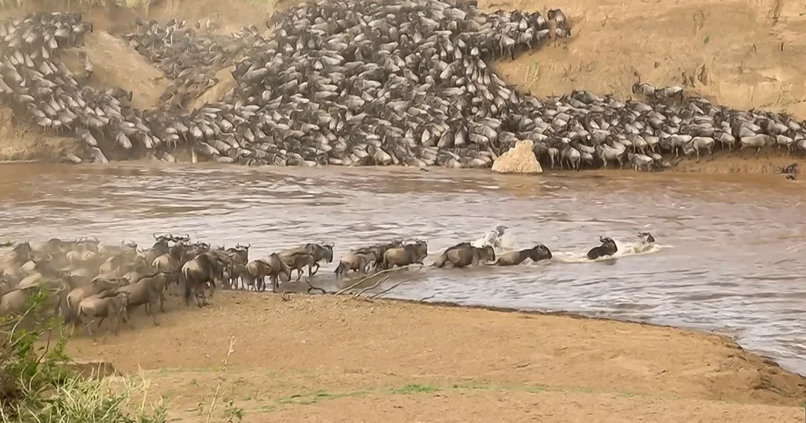 FO wildearth 1020202020-10-16 (13).webp