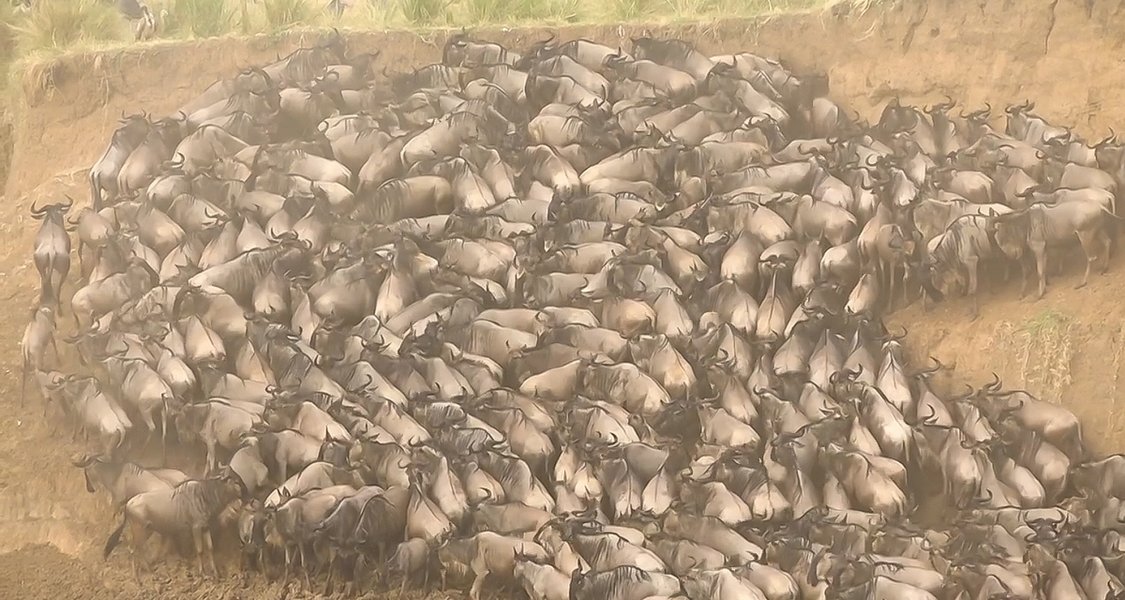 FO wildearth 1020202020-10-16 (14).jpg