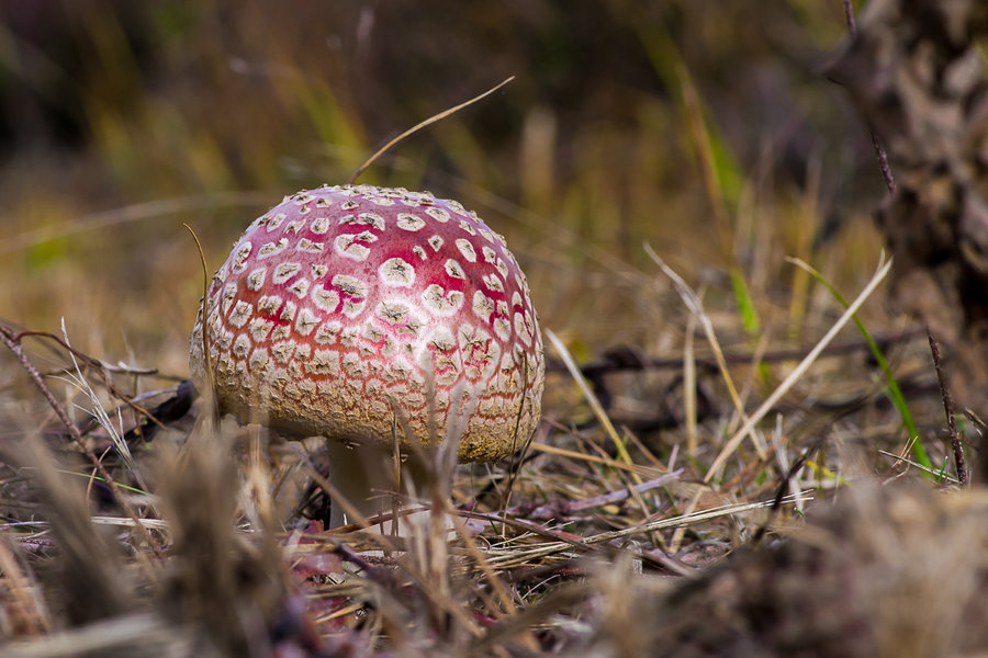 20201022-_IMG8380 Pilze.JPG