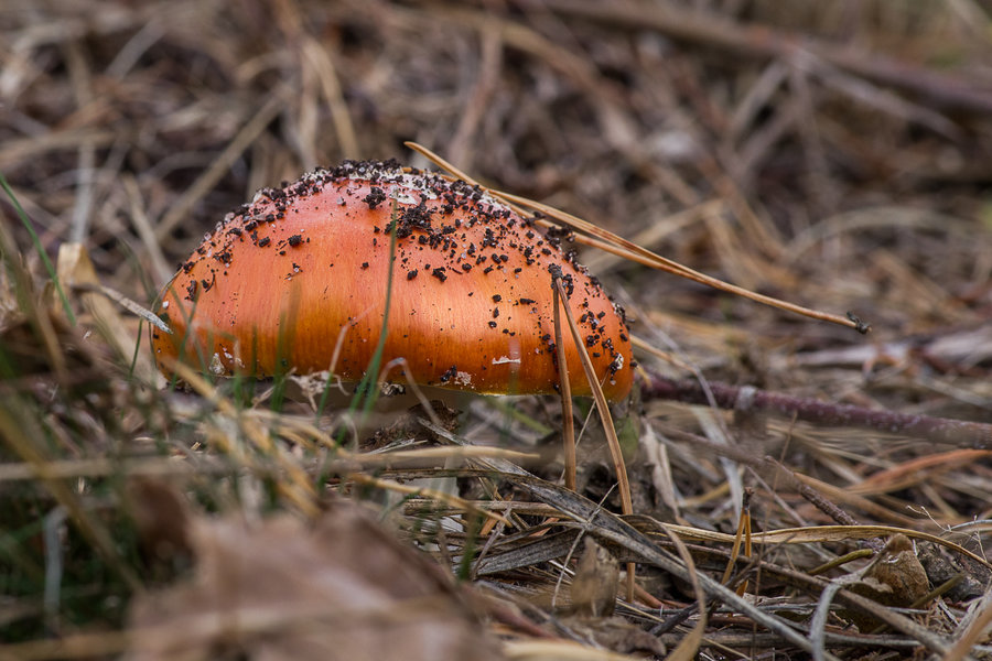 20201022-_IMG8400 Pilze.JPG