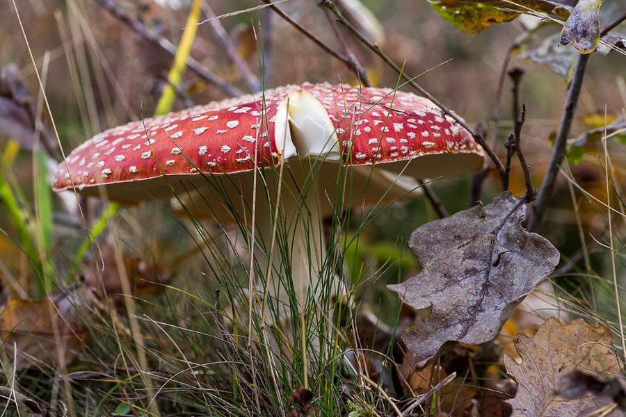 20201022-_IMG8423 Pilze.JPG