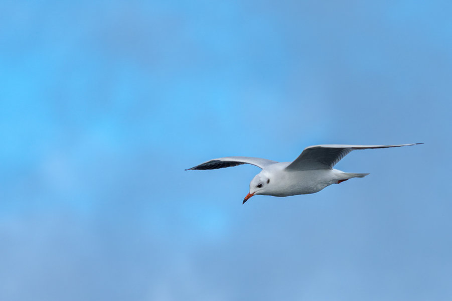 Rügen 2020_129.jpg Rügen 2020_129.jpg
