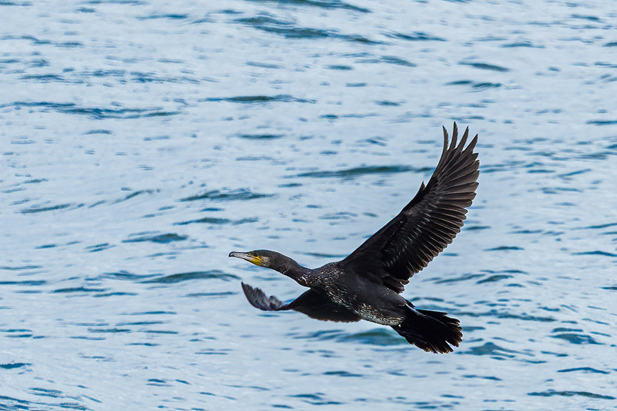 Rügen 2020_148.jpg Rügen 2020_148.jpg
