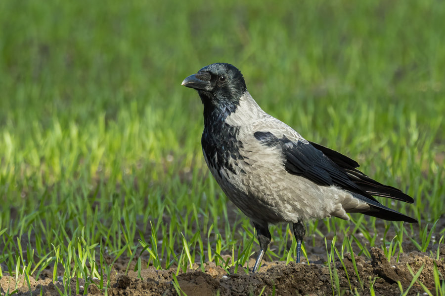 Rügen 2020_361.jpg Rügen 2020_361.jpg