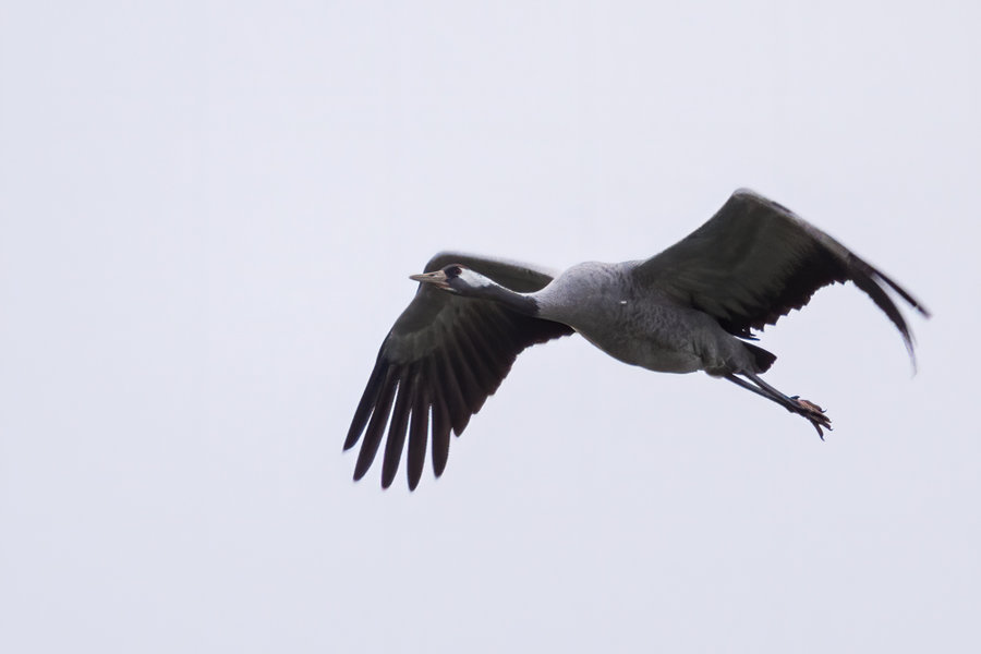 Rügen 2020_417.jpg Rügen 2020_417.jpg