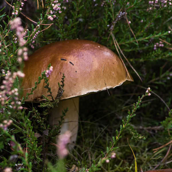 20201022-_IMG8360 Pilze.JPG