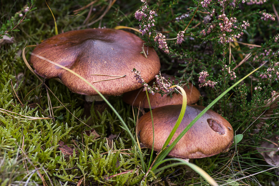 20201022-_IMG8362 Pilze.JPG