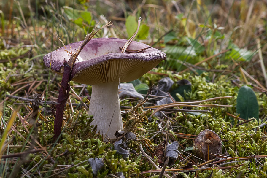 20201022-_IMG8393 Pilze.JPG