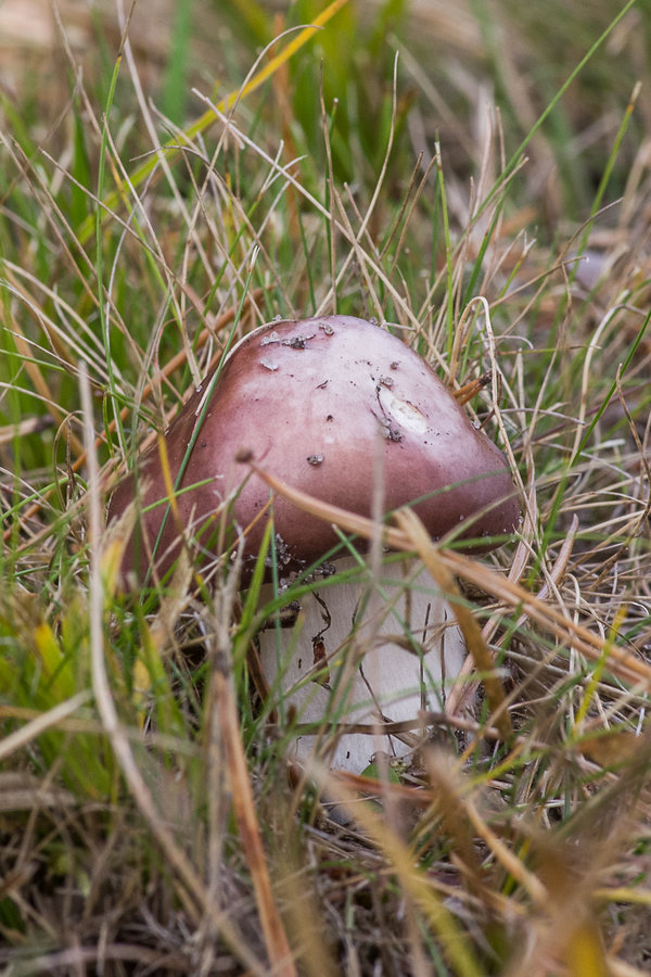 20201022-_IMG8396 Pilze.JPG