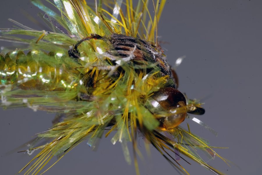 NympheSL2Si10Macro2fachKonverter_998x666.jpg NympheSL2Si10Macro2fachKonverter_998x666.jpg