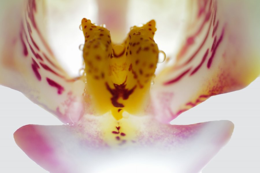 OrchideeDETmTropfenSL2si105Macext2_998x666.jpg