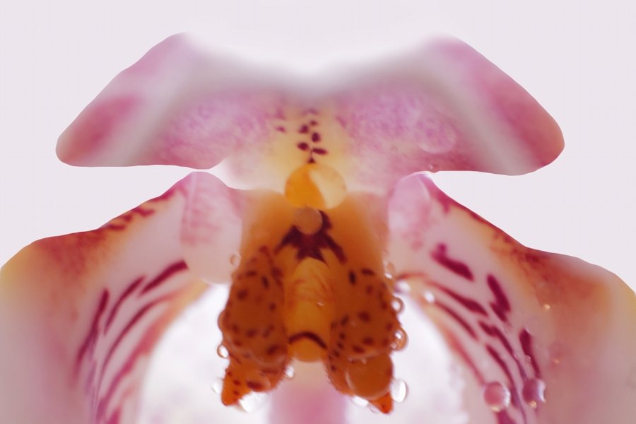 OrchideeDETENAUFGRAUSL2Si105MacEXT2_998x666.jpg