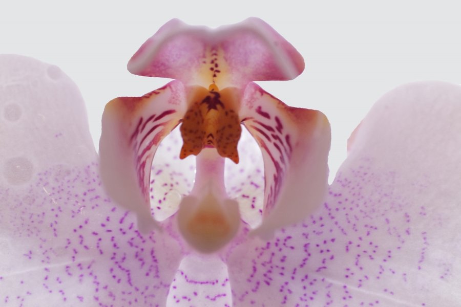 OrchideeDetmUmfeldSL2Si105MacExt2_998x666.jpg