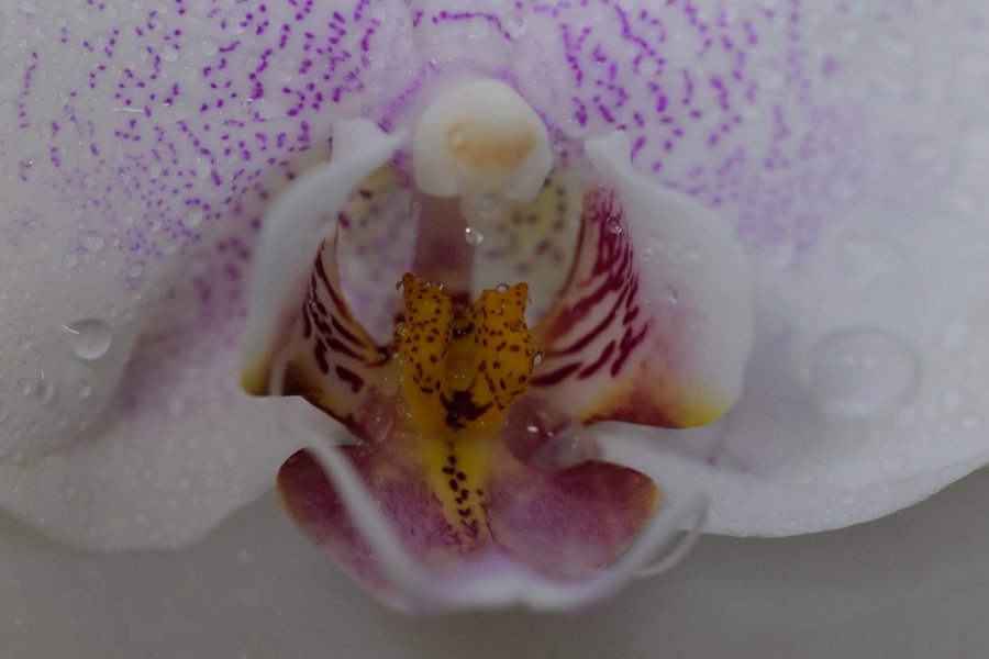 OrchideeTEILmTropfenaufGrauSL2Si105Macjpg_998x666.jpg