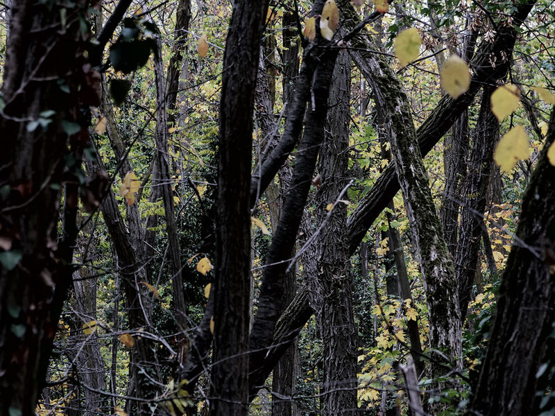 ci_PG9_0893.jpg