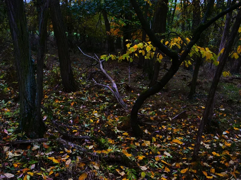ci_PG9_0905.jpg