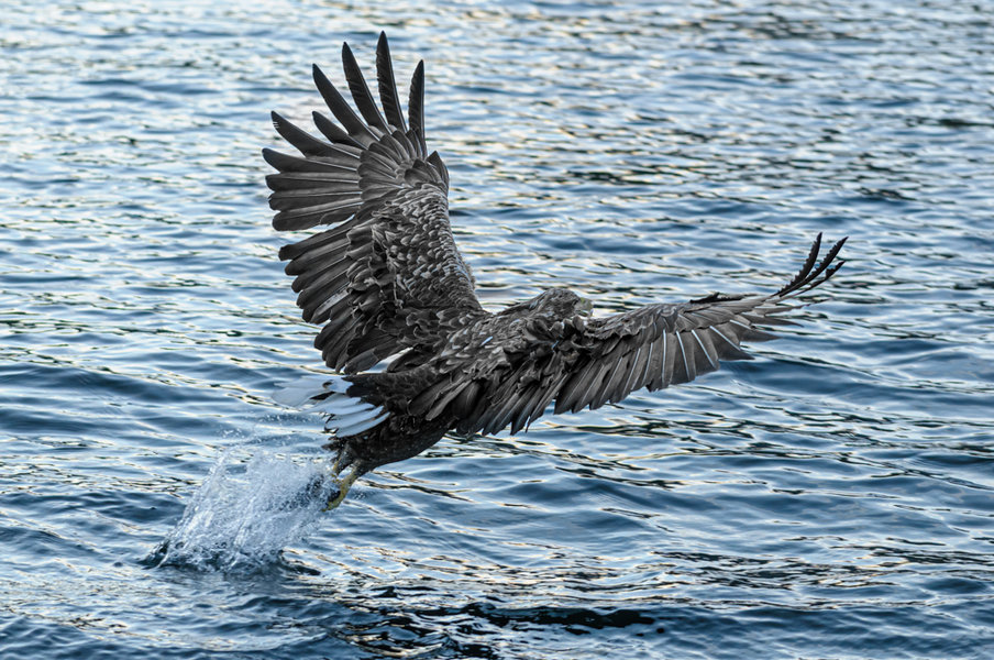 Seeadler 21.09.11_184.jpg