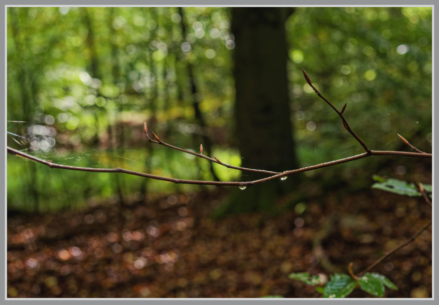 _small__IMG4469_1_DxO.JPG
