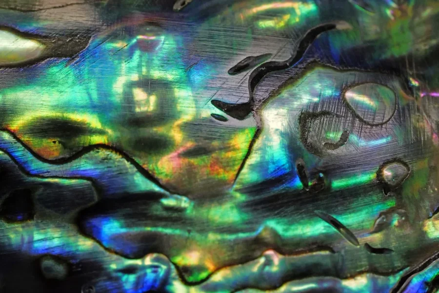 AbaloneDETGESICHTSL2Si105Mac_998x666.jpg