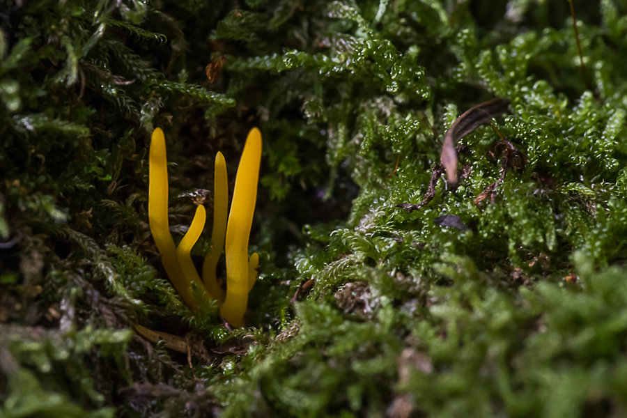 20201022-_IMG8438 Pilze Klebriger Hörnling.jpg