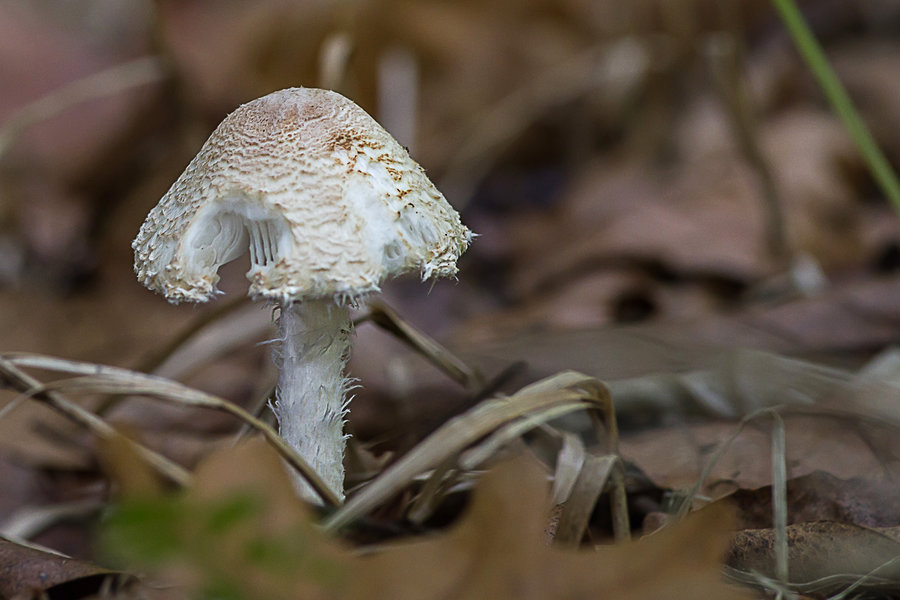 20201022-_IMG8462 Pilze PS Stinkschirmling.jpg