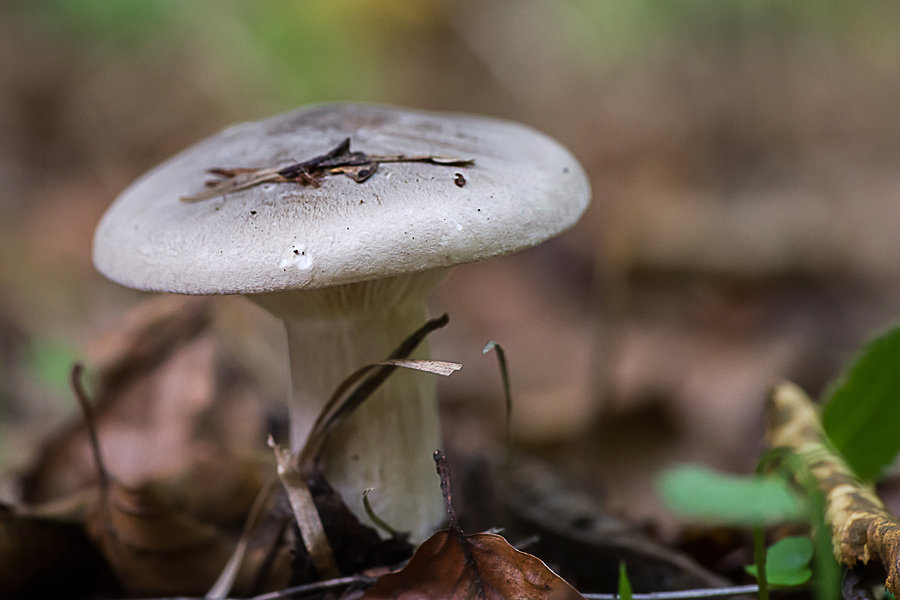 20201022-_IMG8464 Pilze PS Nebelkappe.jpg