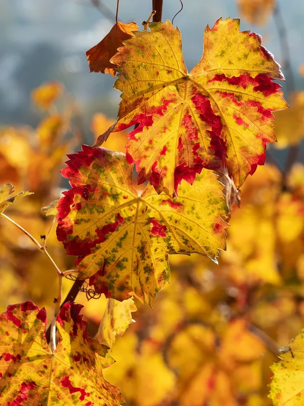 ci_PG9_1177.webp