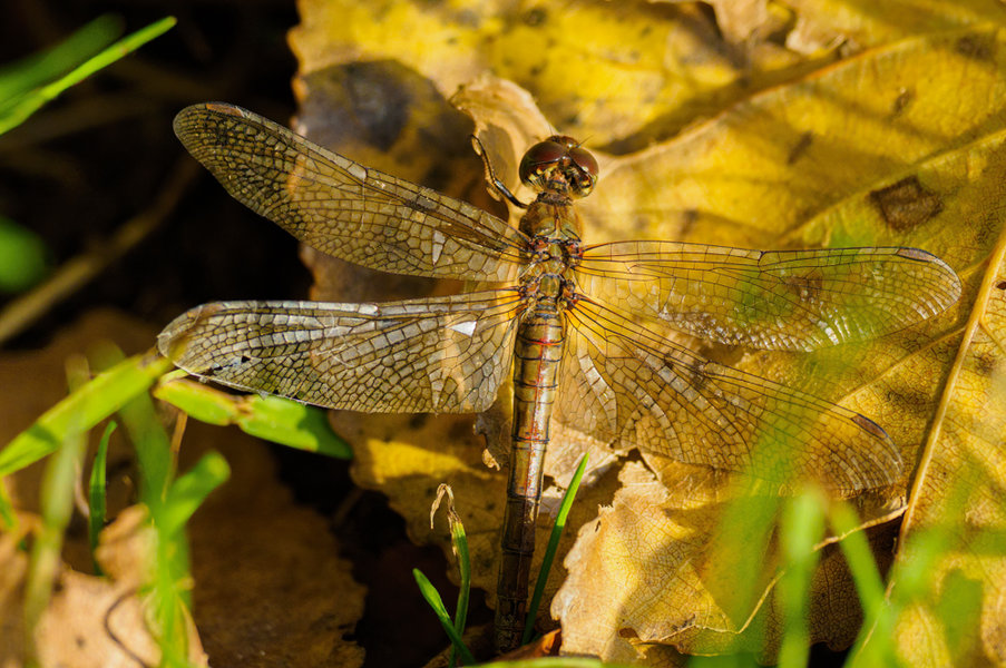 Niersspaziergänge Nov. 20_69.jpg