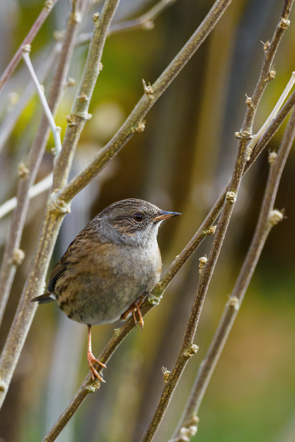 Vögel 2020_3662.jpg