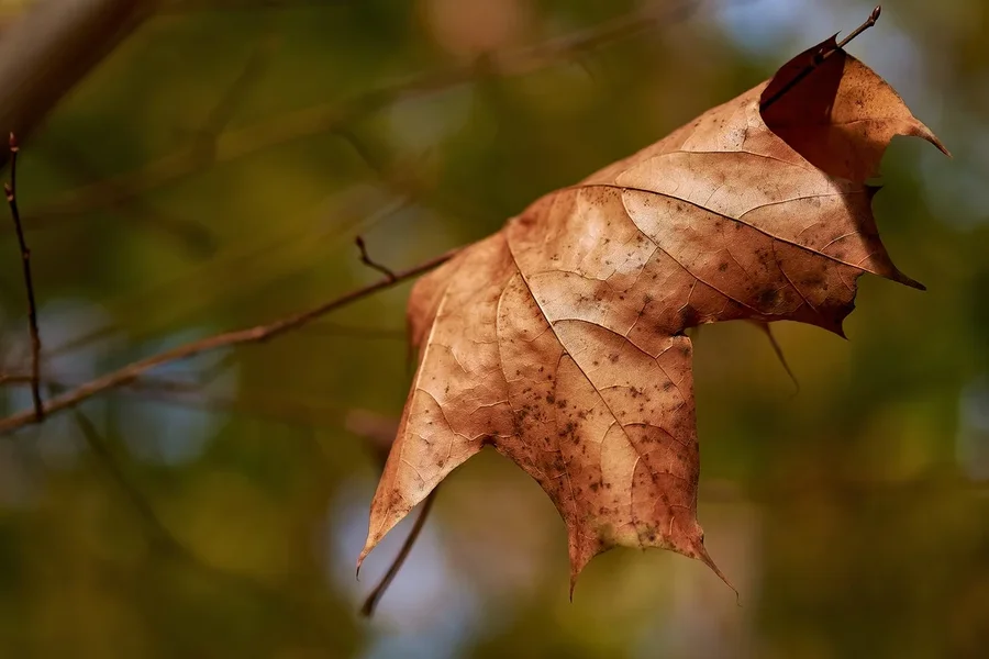 2020-11-14_HERBSTFARBEN_XT10206.webp