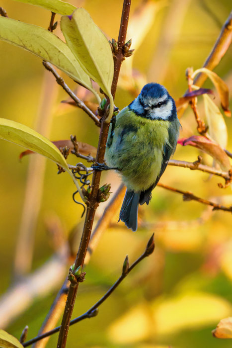 Vögel 2020_3668.jpg