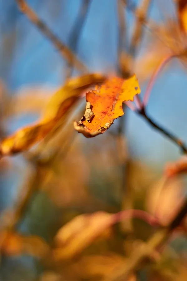 2020-11-18_HERBSTFARBEN_MG_9839.webp