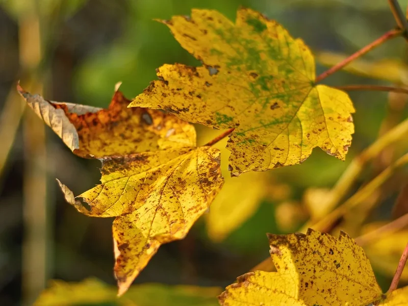 2020-11-18_HERBSTFARBEN_MG_9872.webp
