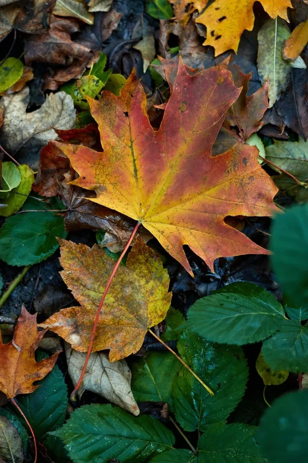 2020-11-18_HERBSTFARBEN_MG_9920.webp