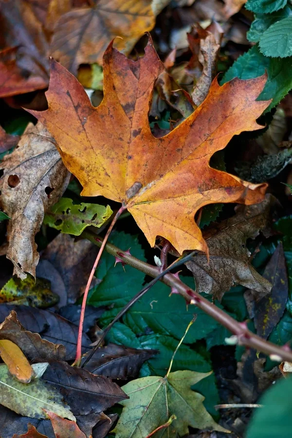 2020-11-18_HERBSTFARBEN_MG_9933.webp