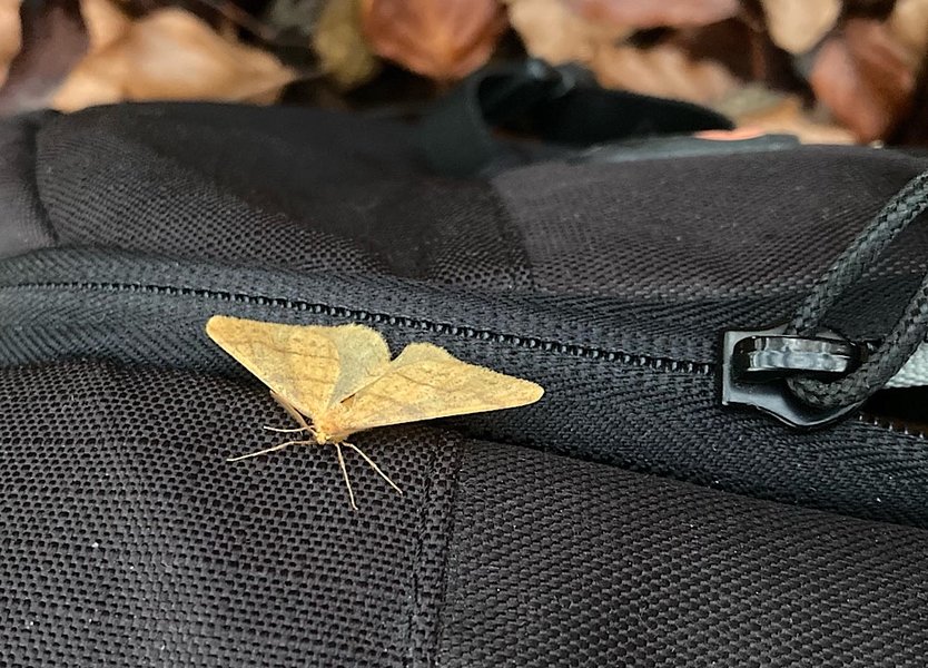 CD7C46C7-F62F-4F41-B179-0A476EE5CE1D.jpeg CD7C46C7-F62F-4F41-B179-0A476EE5CE1D.jpeg