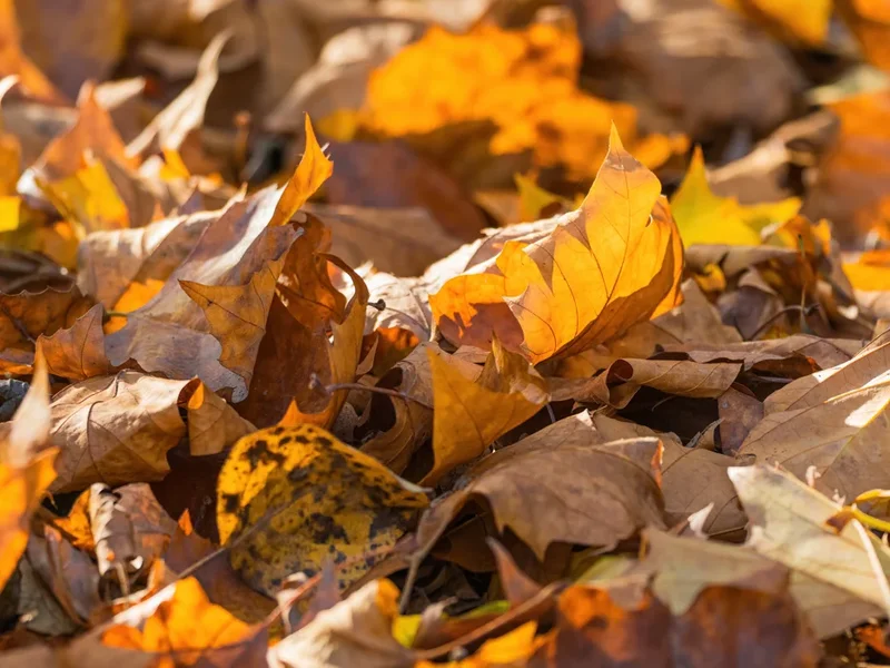 Niers Nov. 2020_24.webp