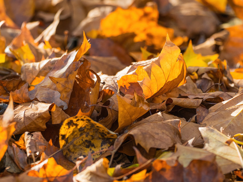 Niers Nov. 2020_24.jpg