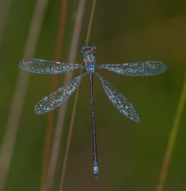 Lomer Heide 2007_5474.jpg