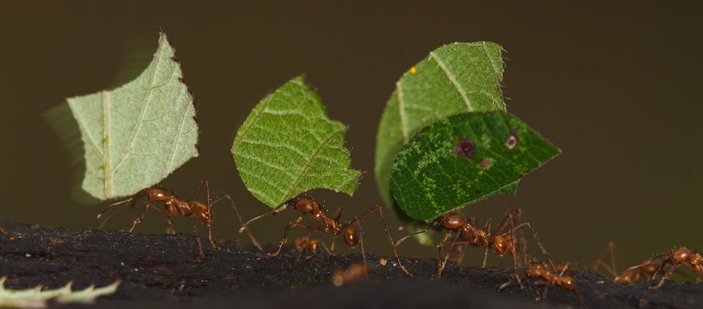 Zoo Krefeld 20.01.07.jpg Zoo Krefeld 20.01.07.jpg