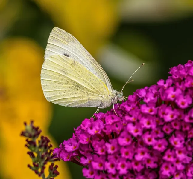 Garten August 2017_18.webp