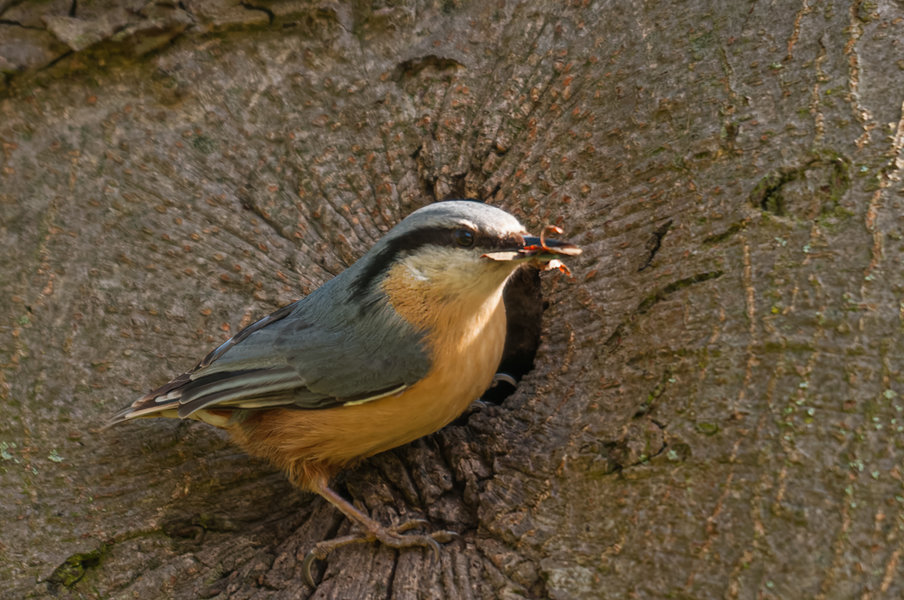 Beller Mühle März 2014_45.jpg