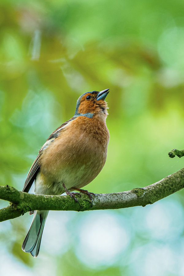 Beller Mühle Mai 2019_310.jpg