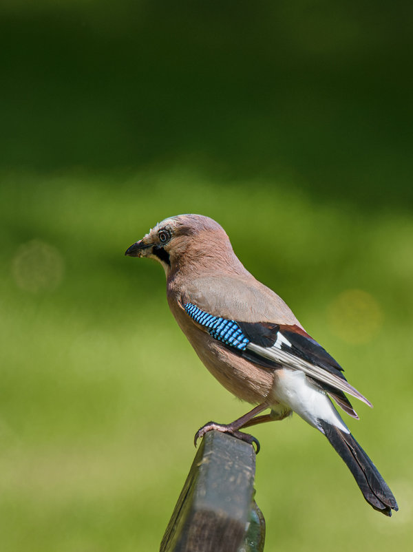 Niers Mai 2016_73.jpg