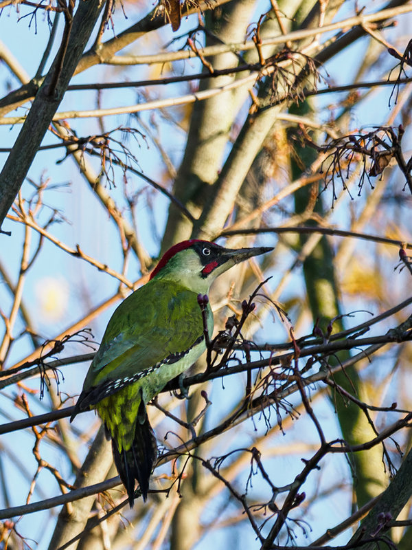 Vögel 2020_3738.jpg